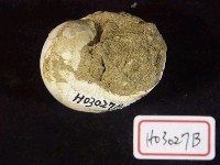 藏品(腹足類)的圖片